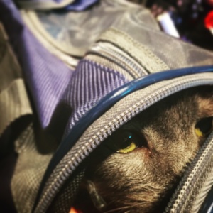cat_in_carrier_airport